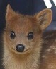 baby buck zoom.jpg